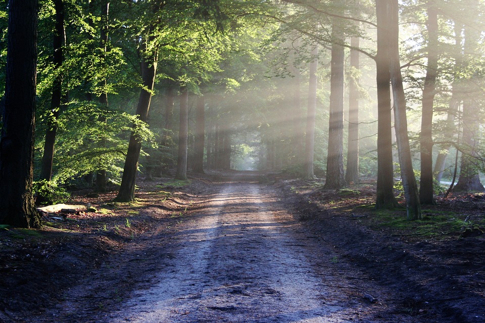 Chemin dans la nature