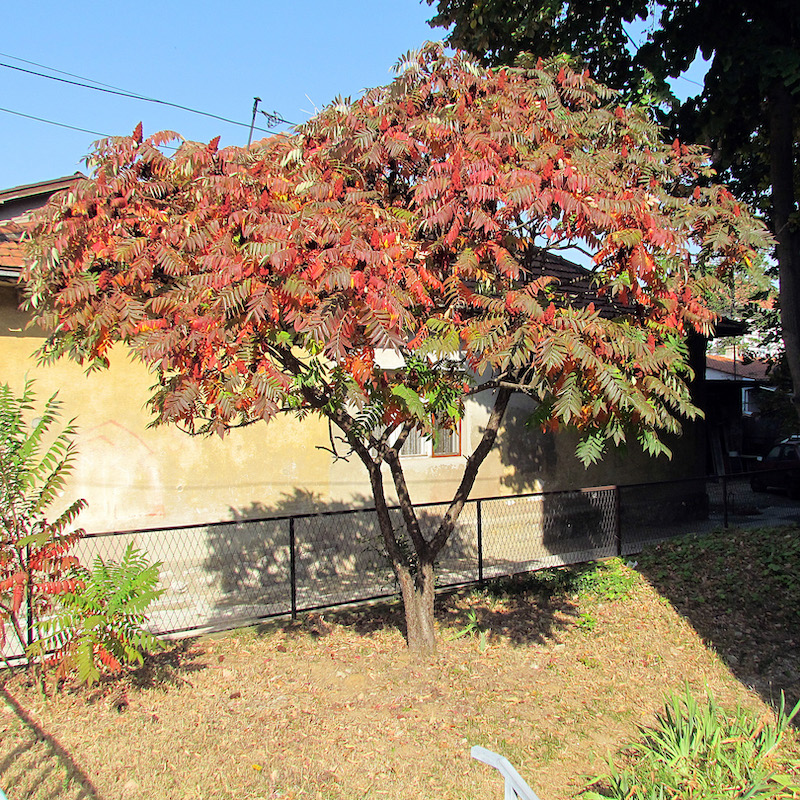 Rhus typhina