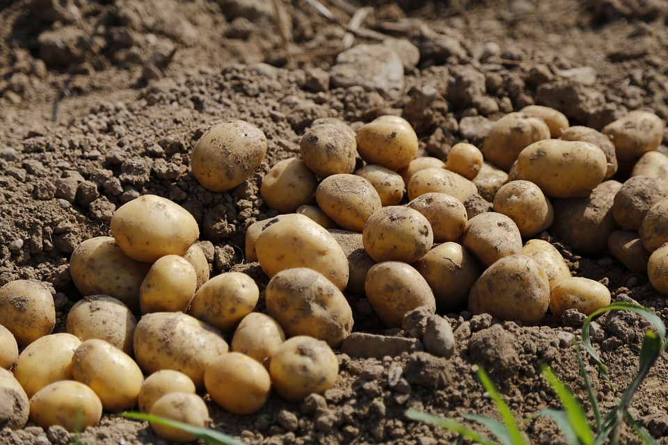 Pommes de terre non germées