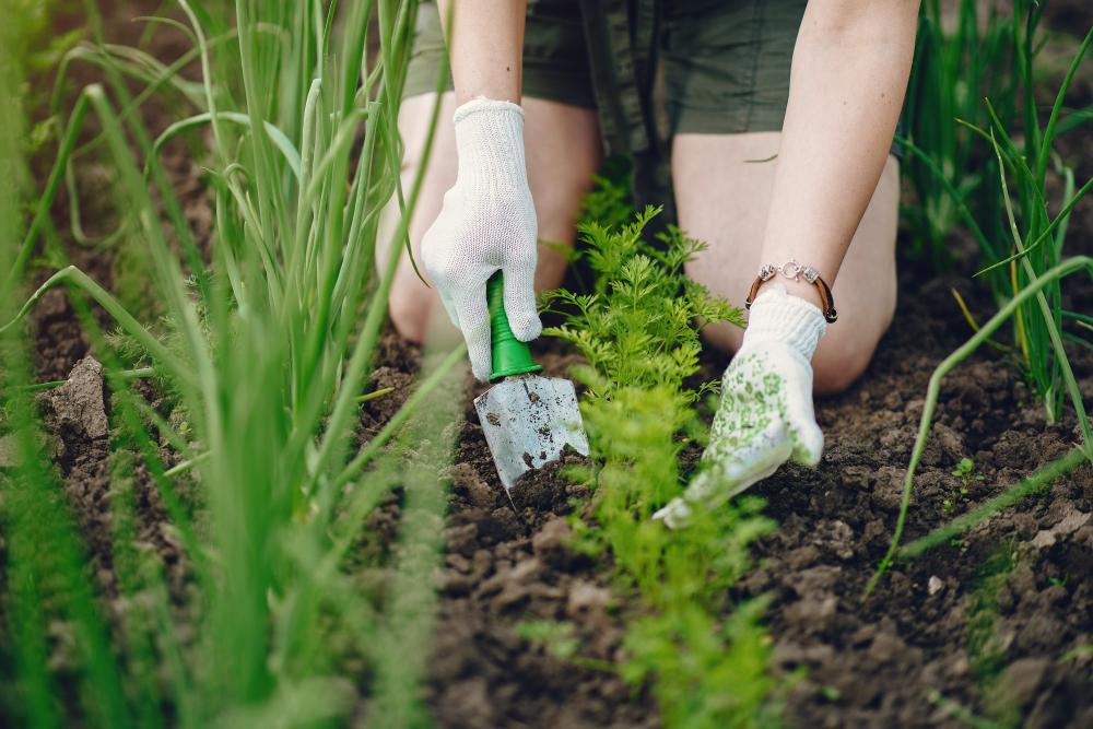 Plantation dans un jardin