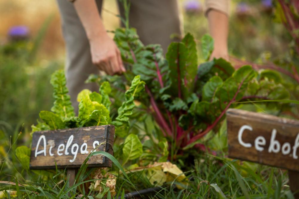 Plantes dans un jardin